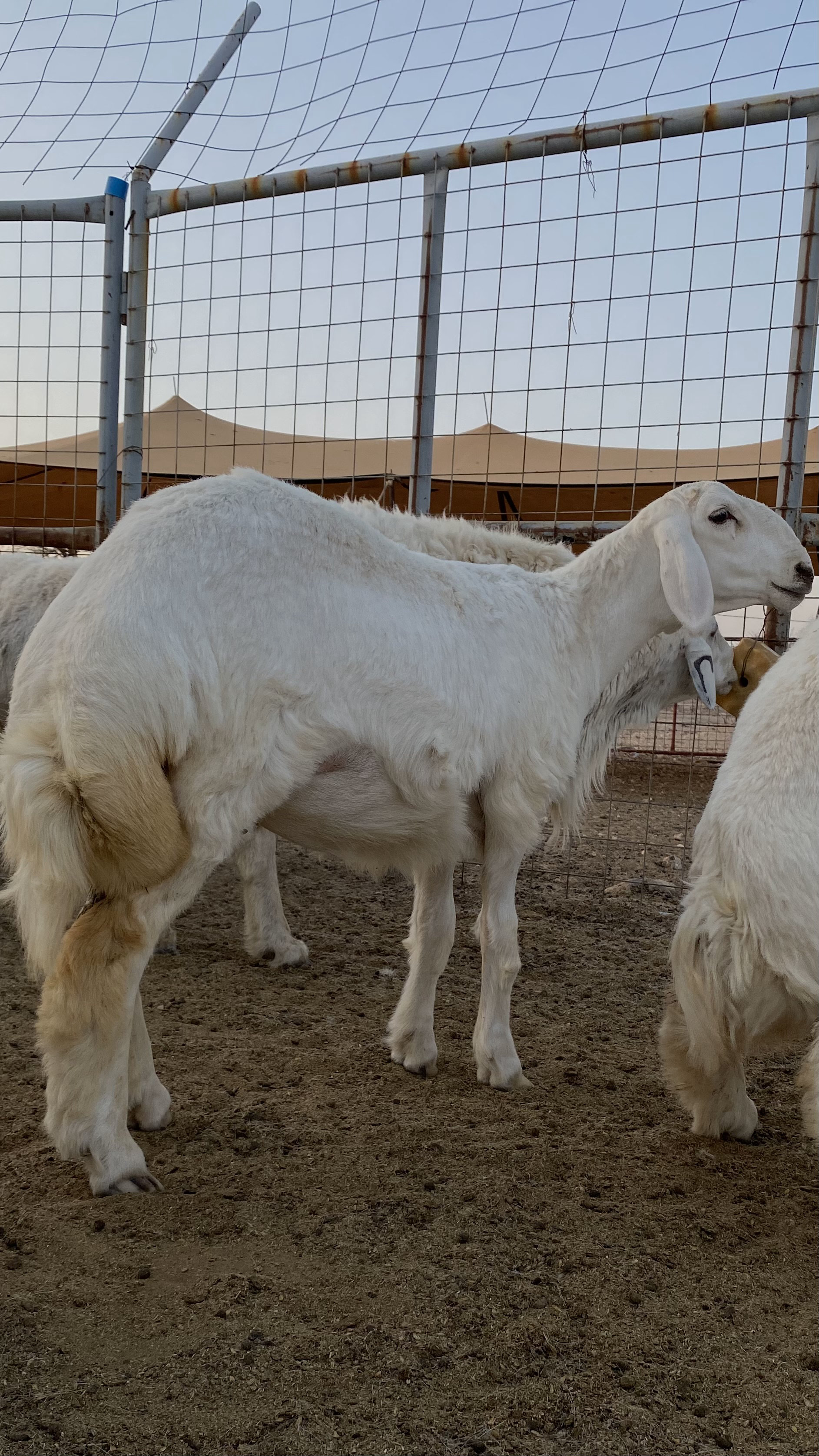 ذبيحتك علينا الطائف - أغنام صحية في بيئة نظيفة توضح معايير الجودة البيطرية
